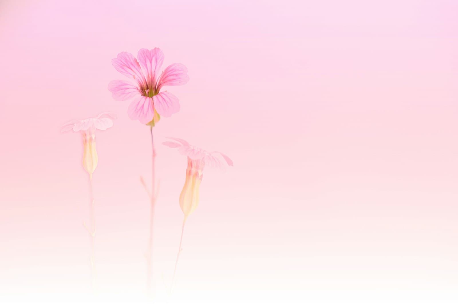 Soft, considered, a little dreamy